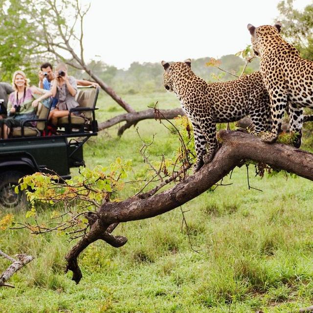 Safari Game Drive