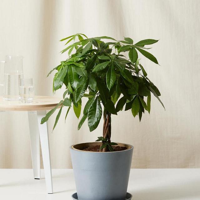 Bloomscape Money Tree