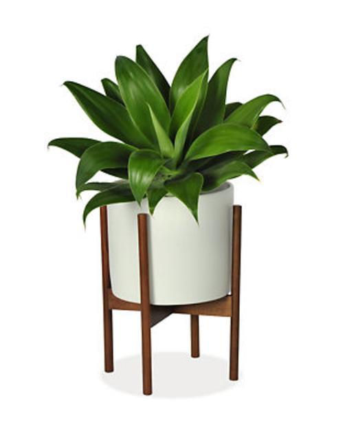 Case Study Planters with Walnut Stand