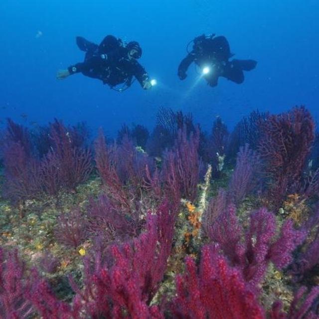 Scuba diving in Portofino