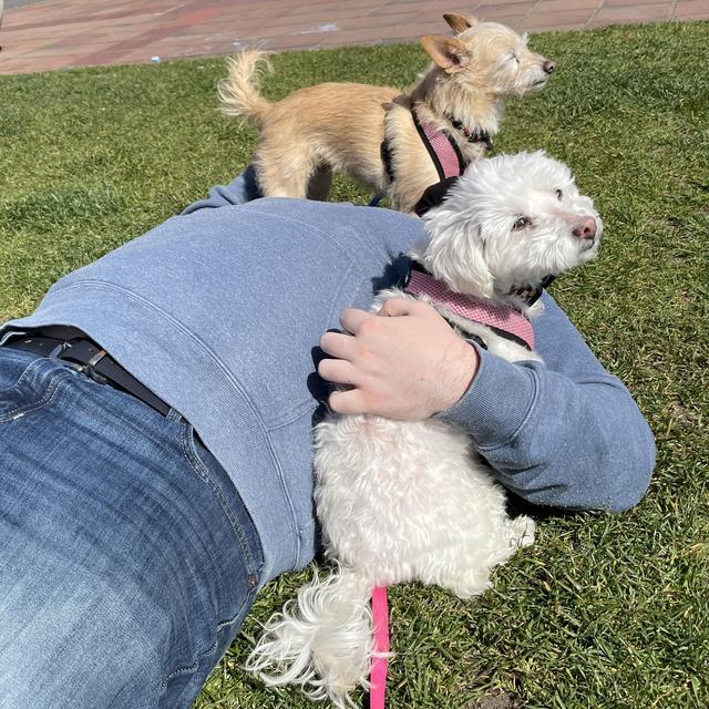 Dog Sitter during Honeymoon