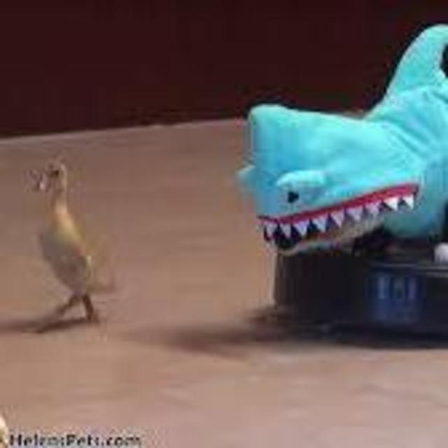 Cat and duck to go with Roomba