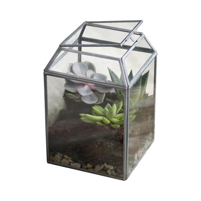 Carli Cabana Terrarium