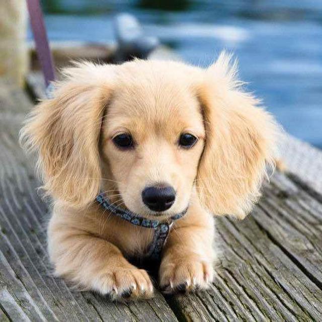 Our Future Puppy!