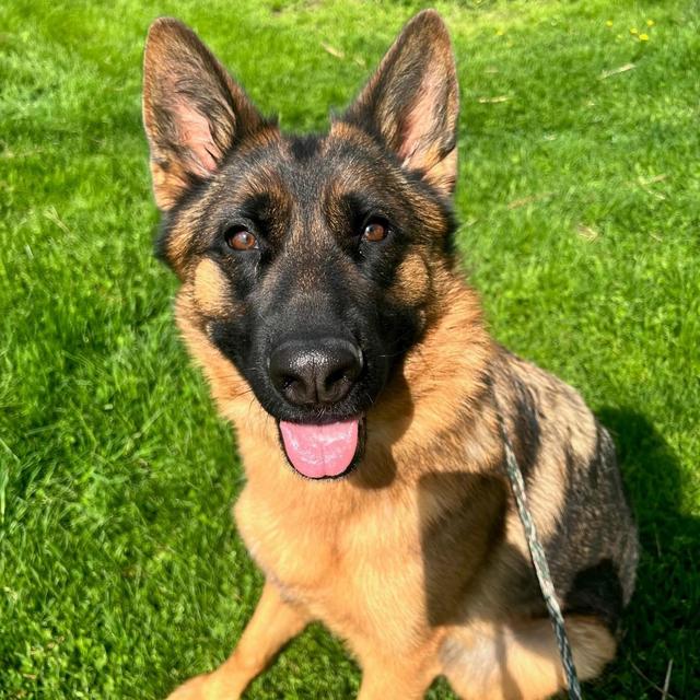 Our Pet Toy & Treat Fund