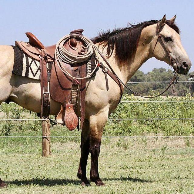 Horseback Riding Lessons for Tyler