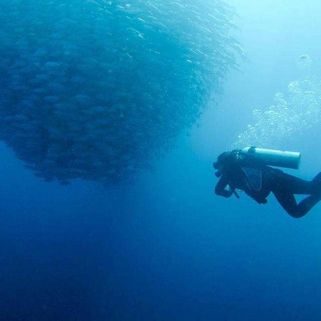 Scuba Diving in Bohol, Philippines
