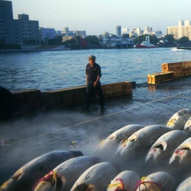 Morning Trip to the Tokyo Fish Market
