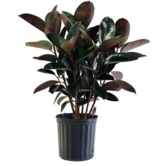 8-3/4 in. Burgundy Rubber Plant in Pot