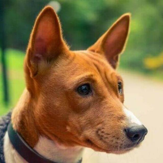 Yams the Basenji fund