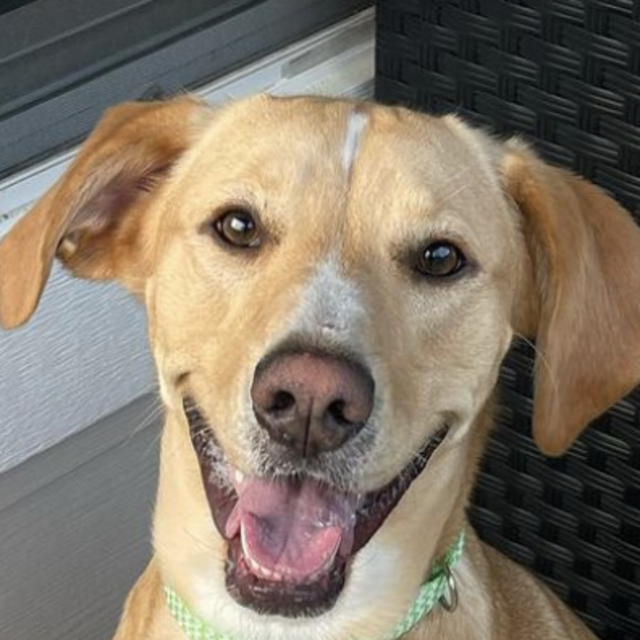 Pluto Treats Fund