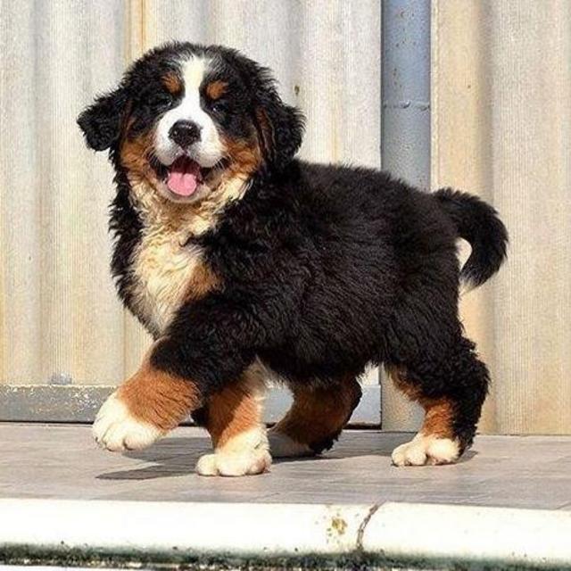 Puppy Fund
