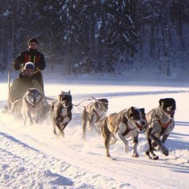 Dog Sledding Tour