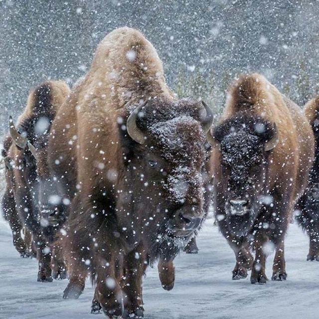 Grand Teton Winter Wildlife Safari