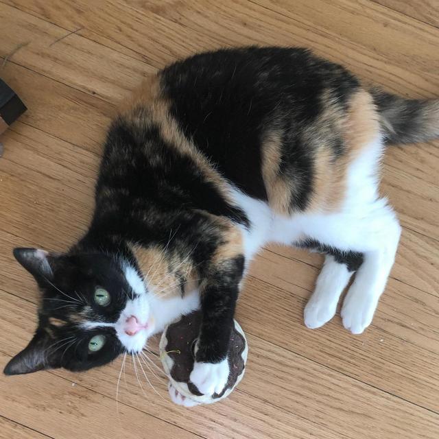 Cat Boarding