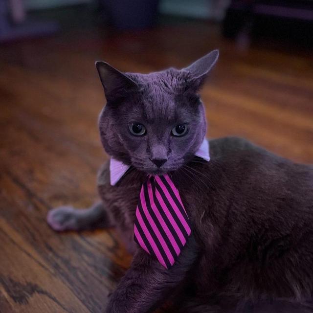 Help our cat start day trading