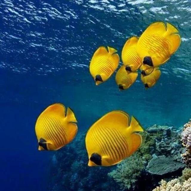 Snorkeling Excursion on Honeymoon