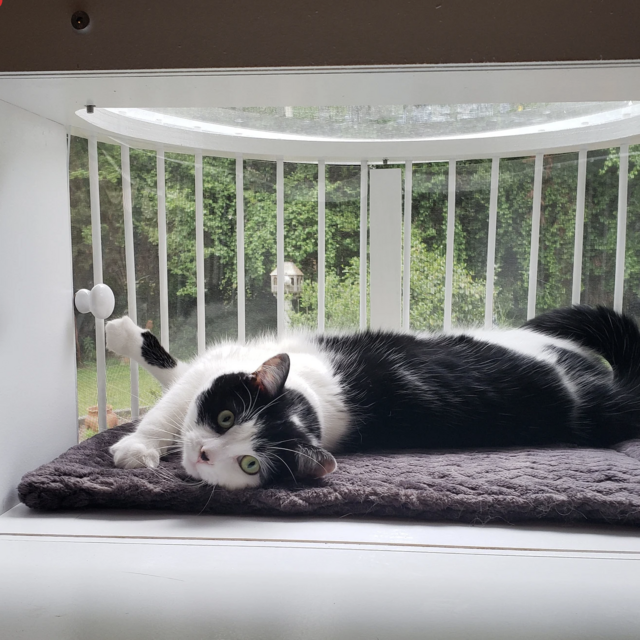 Cat Window Box Solarium