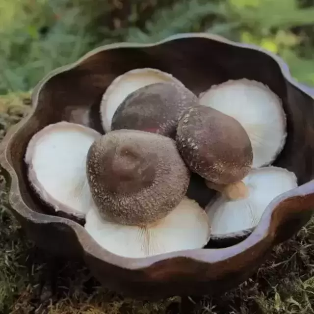 Shiitake Sawdust Spawn (Cold Fruiting)