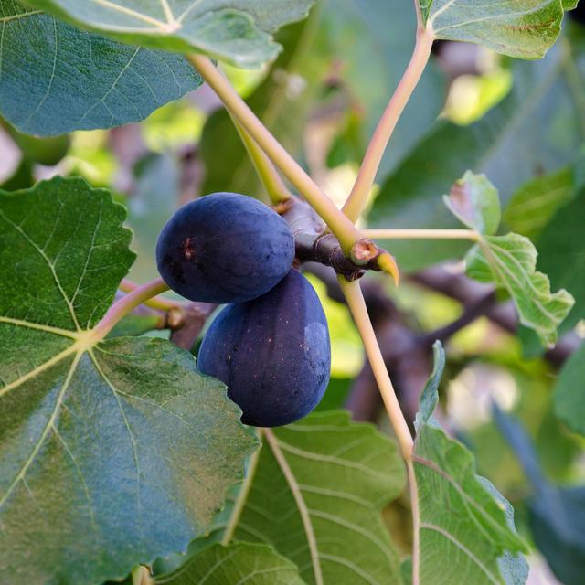 Black Mission Fig Sapling