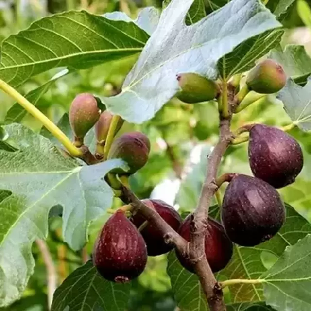 Violette de Bordeaux Fig Sapling