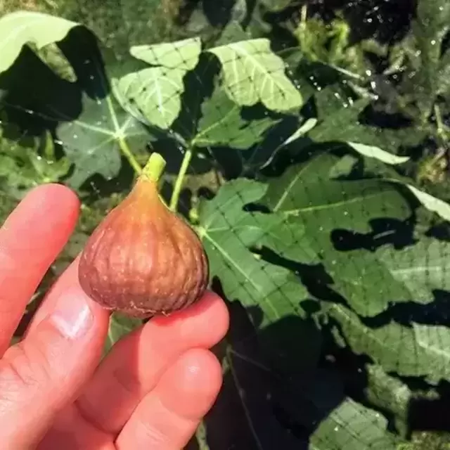 Little Ruby Fig Sapling