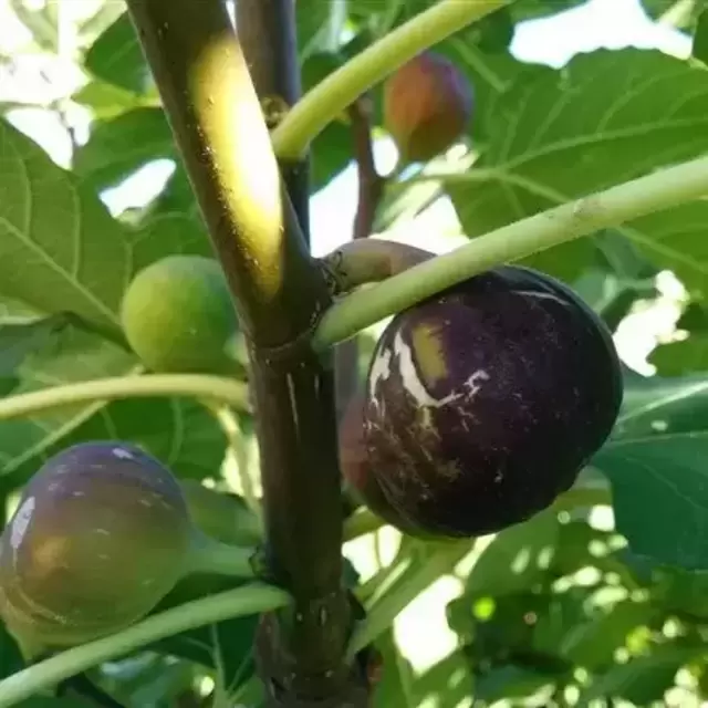 Chicago Hardy Fig Sapling