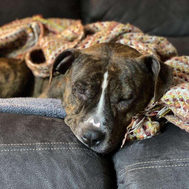 Year's Supply Of Treats & Toys For Delilah