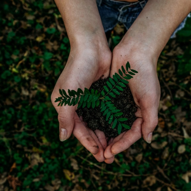 Carbon Emissions Offsets for our Flights
