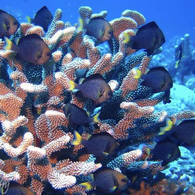 Scuba Diving