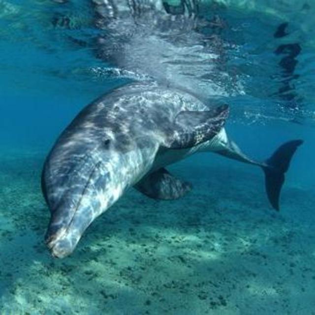 Swimming with Dolphins