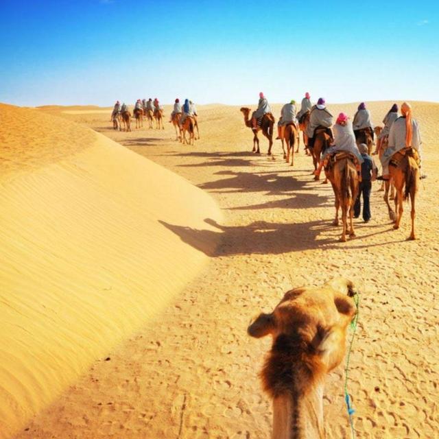 Ride a Camel in Morocco