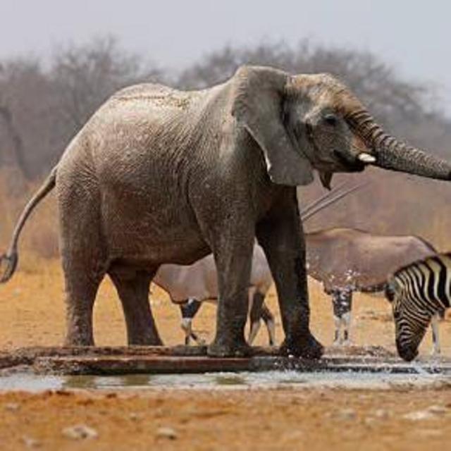Venmo - Honeymoon Adventure in Africa