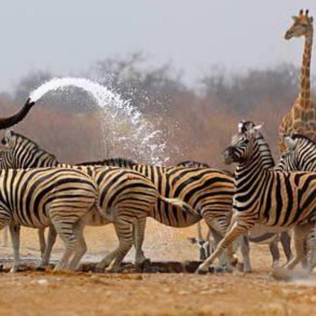 Credit Card - Honeymoon Adventure in Africa
