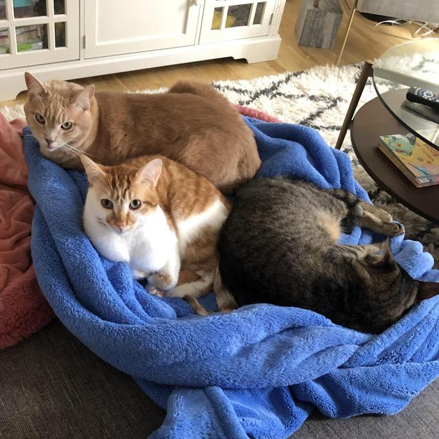 Fur Baby Fund