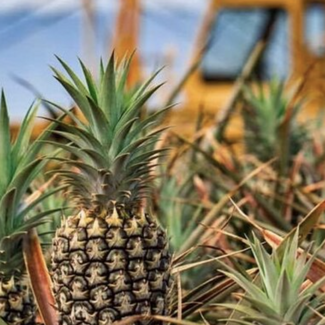 Pineapple Farm Tour in Maui