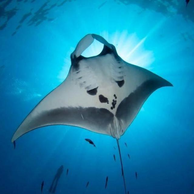 Manta Ray Snorkel Tour