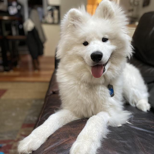 Dakota Pet Sitting (while in Hawaii)