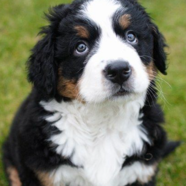 OUR PUPPY FUND ♡