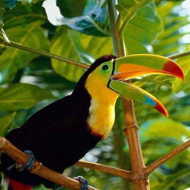 Costa Rica excursion in rainforest. Meredith really wants to see a toucan!