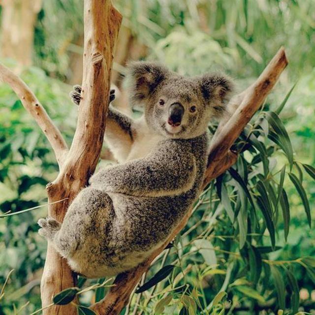 Koala Sanctuary Experience