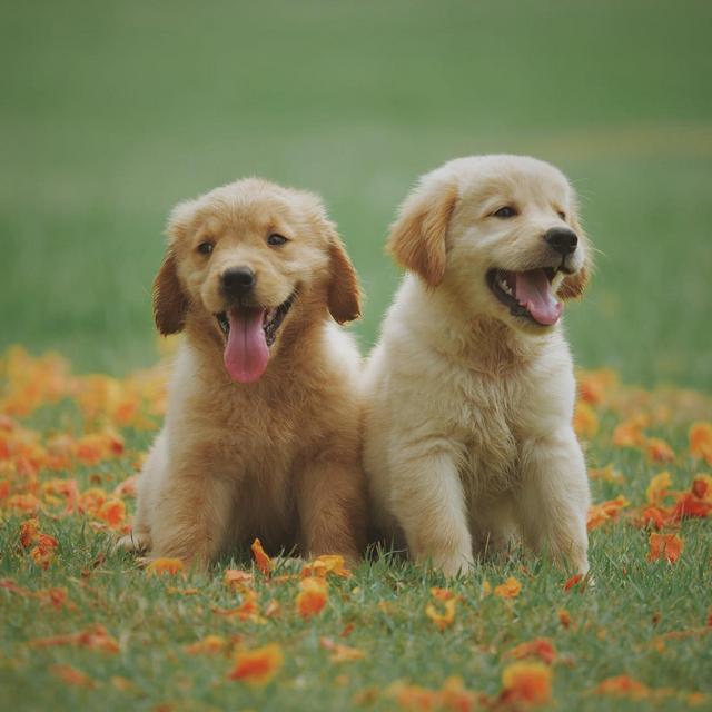 Cannoli The Puppy - Future Parent Fund