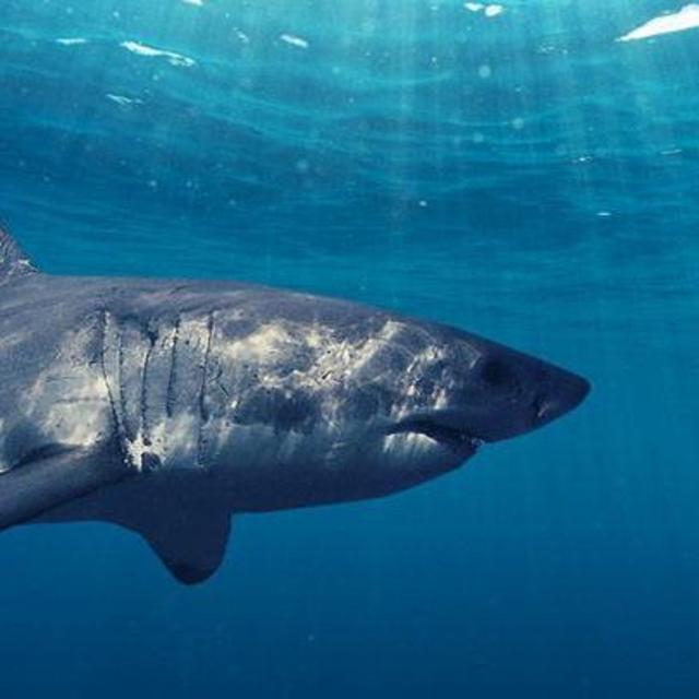 Great White Shark Diving