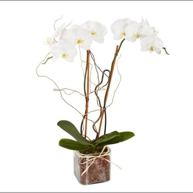 Live Phalaenopsis Orchid In Glass Vase