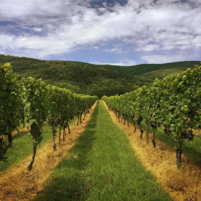 Private Charlottesville Wine Tour