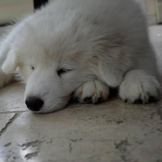 Future Puppy Fund