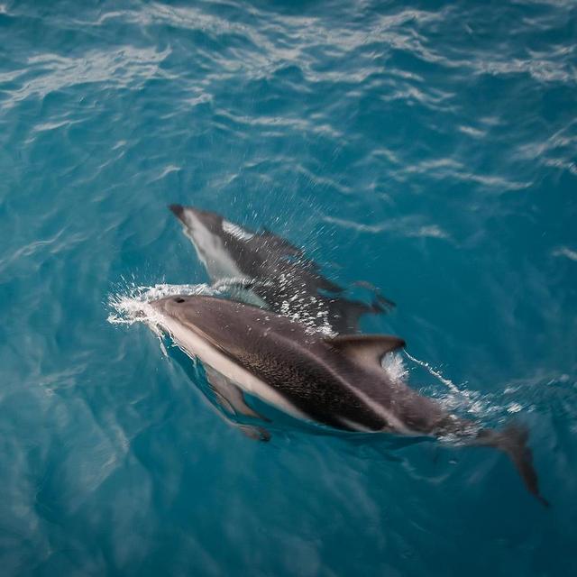 Honeymoon - Swimming with Dolphins in Kaikoura