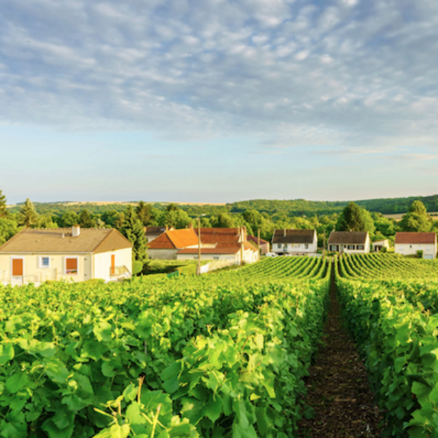 Champagne Tasting in Champagne, France