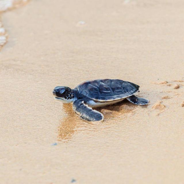 Mexican Baby Sea Turtle Encounter