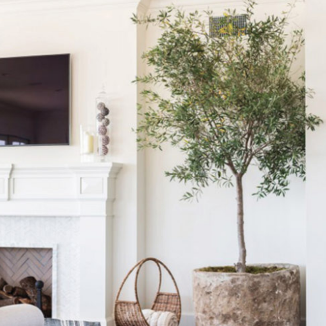 Ficus Fund